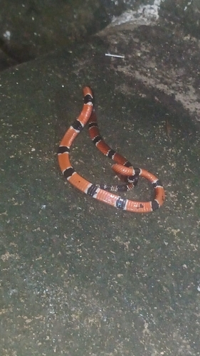 Painted Coralsnake