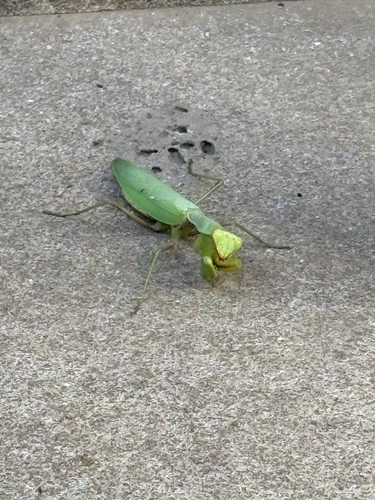 Transcaucasian Giant Mantis