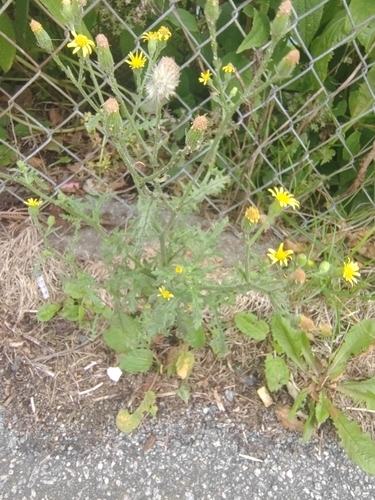 Sticky Groundsel