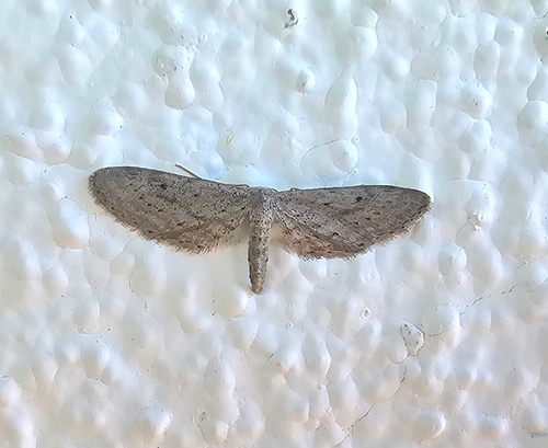 Idaea longaria