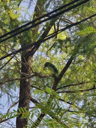 Yellow-fronted Barbet