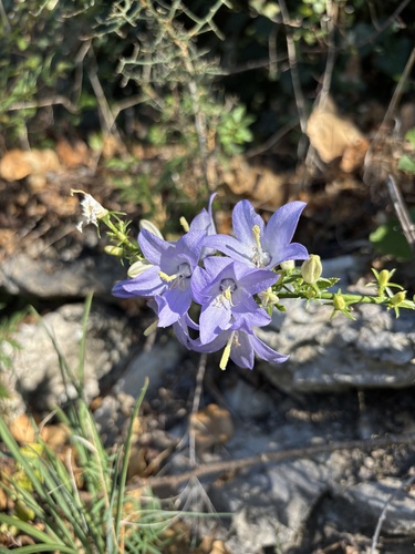 Chimney Bellflower