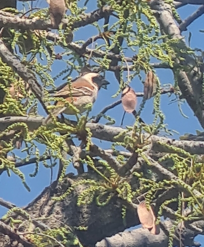 Cape Sparrow
