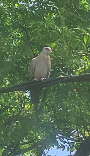 Speckled Pigeon