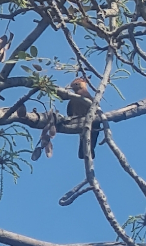 African Hoopoe