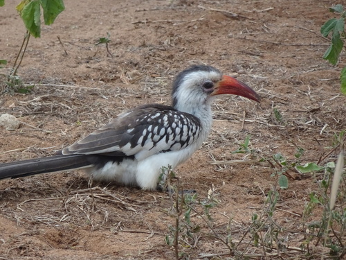 Northern Red-billed Hornbill