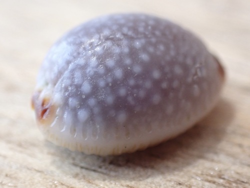 Grape Cowrie