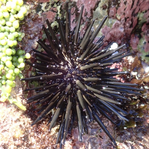 pot-hole urchin