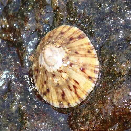 Rayed Wheel Limpet