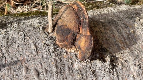 Red-banded Polypore