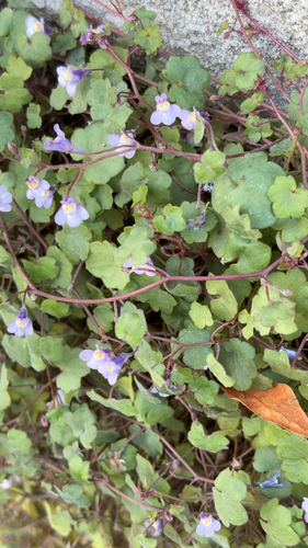 Ivy-leaved toadflax