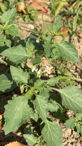 black nightshade