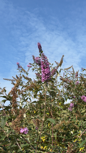 Butterfly bush