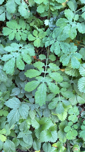Greater celandine