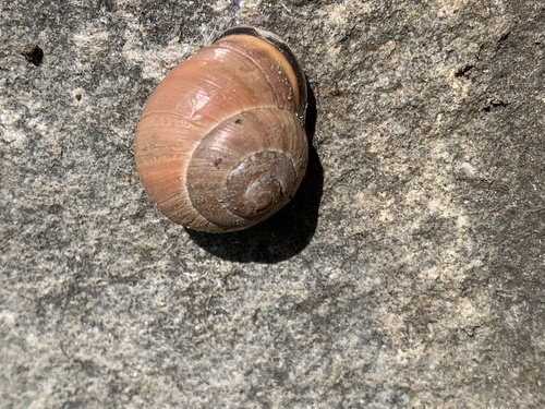 Brown-lipped Snail
