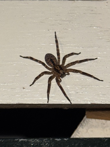 Mediterranean Spiny False Wolf Spider