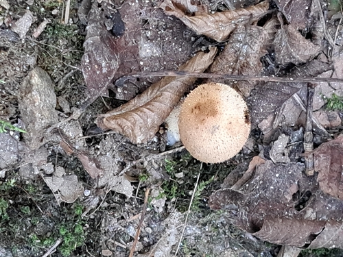common puffball
