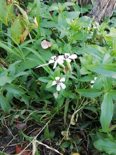 Soapwort Anther Smut
