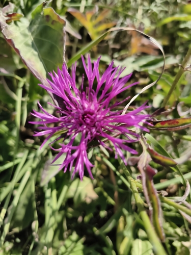 Greater Knapweed