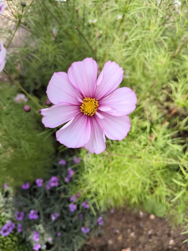 garden cosmos