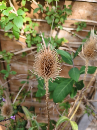 wild teasel