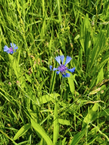 Cornflower
