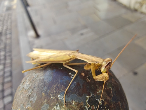 European Mantis