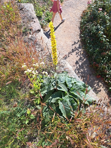 Dark Mullein