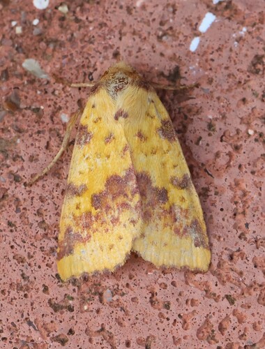 Pink-barred Sallow