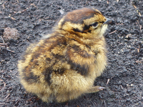 Red Grouse