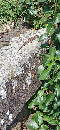 Common Wall Lizard
