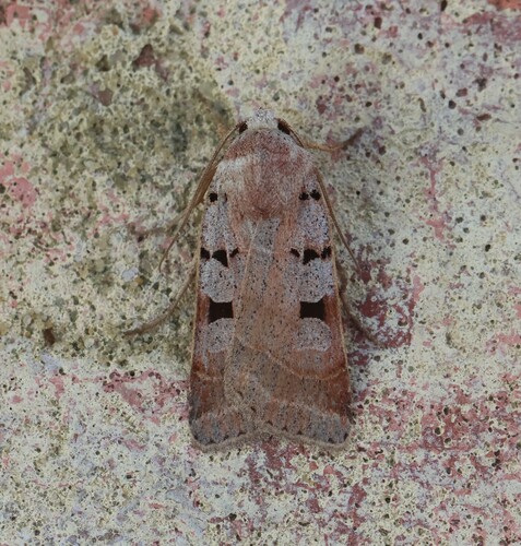 Autumnal Rustic