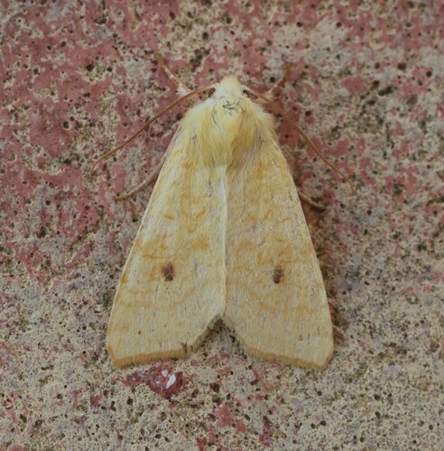 The Sallow