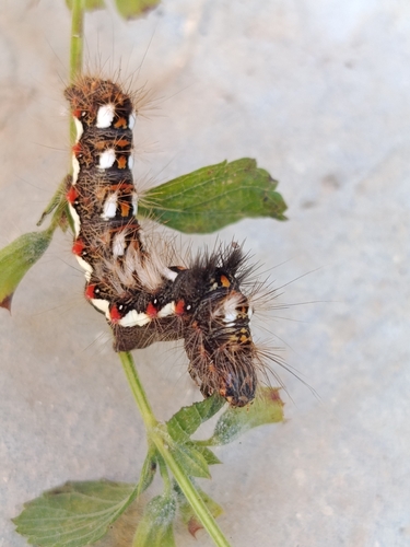 Knot Grass Moth
