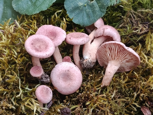 lilac milkcap
