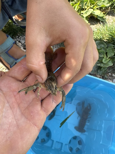 Spinycheek Crayfish