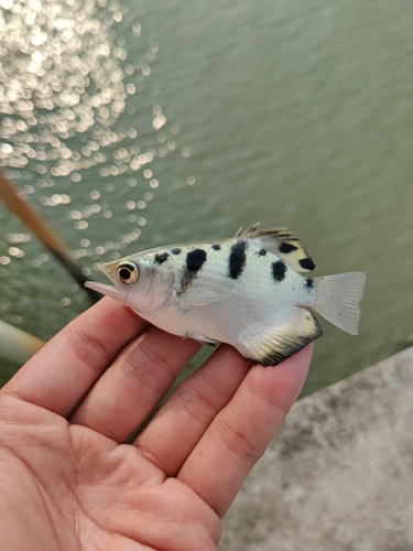 Spotted Archerfish