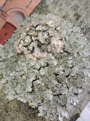 Linden shield lichen