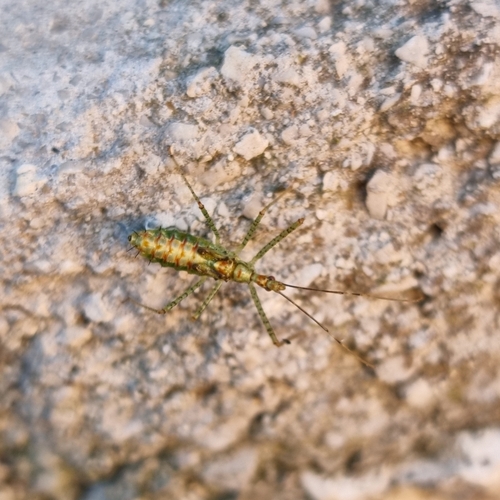 Leafhopper Assassin Bug