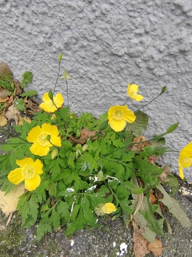 Welsh Poppy