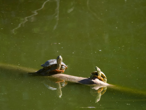 Pond Slider