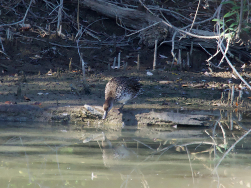 Green-winged Teal