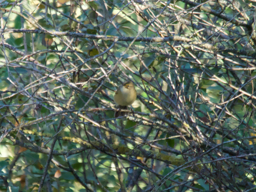 Common Chiffchaff