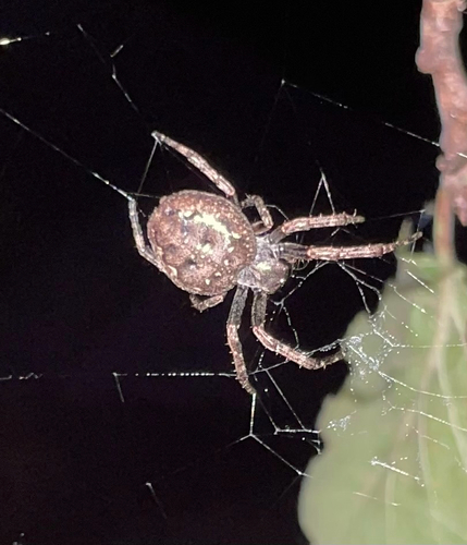Walnut Orbweaver