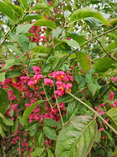 Spindle