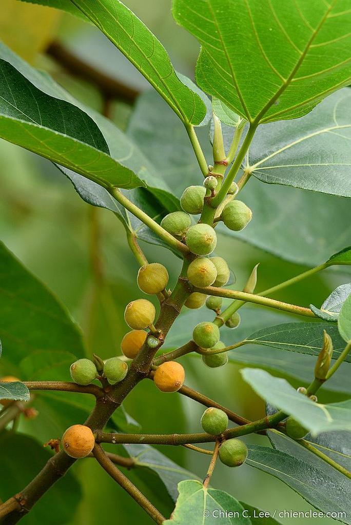 Ficus fulva (Ficus fulva)