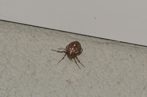 Cross Orbweaver