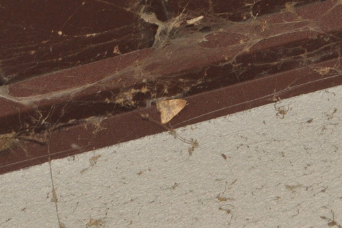 Dusky-lemon Sallow
