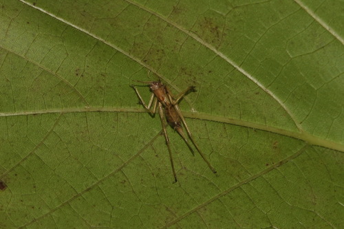 Southern Oak Bush-cricket