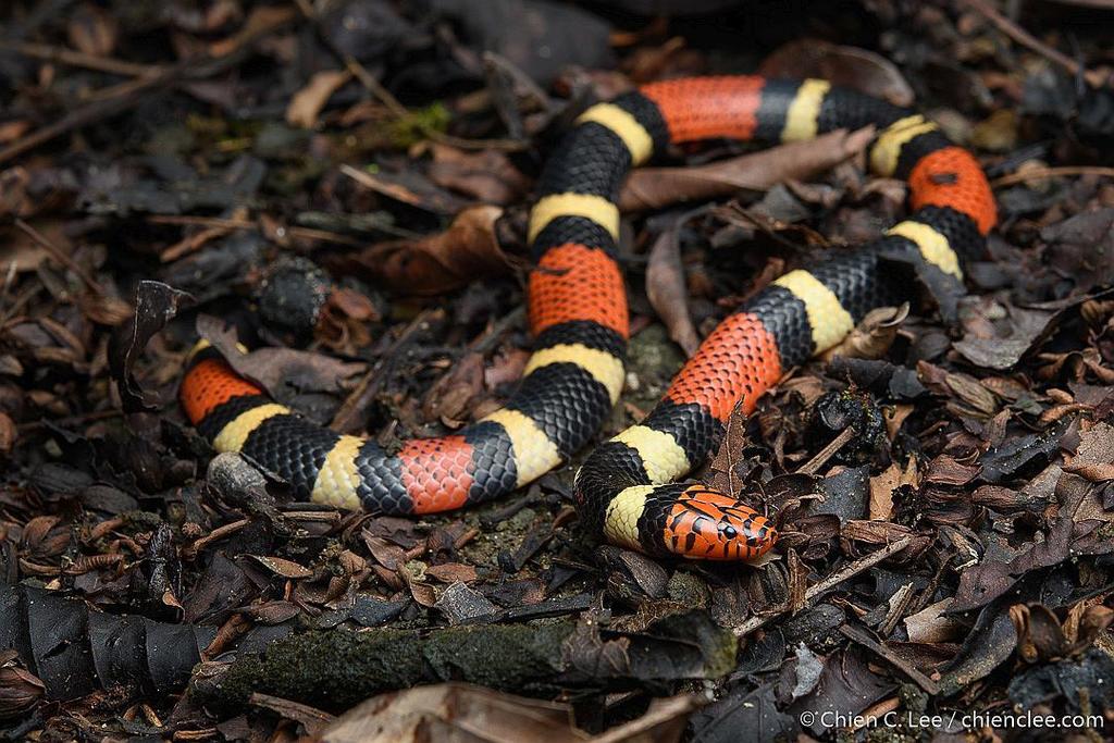 Micrurus frontalis  The Reptile Database